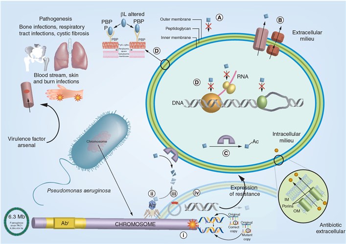 A schematic illustration showing the complexity of the interplay of virulence factors and antimicrobial resistance mechanisms of P. aeruginosa.